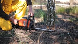 How Our Tree Care Process Works  in Alva, FL